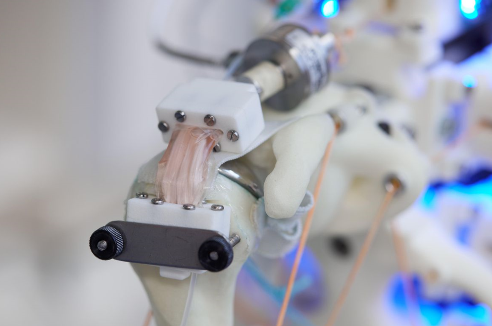 دانشمندان سلول‌ها را روی اسکلت ربات رشد می‌دهند (اما هنوز نمی‌دانند با آن ها چه کنند)